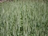 Wheat-HS-562-1.jpg