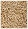 Wheat-HS-562-2.jpg