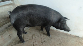 ashapig-01-13122016.jpg