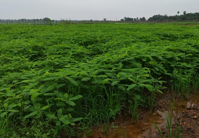 KVK-Khordha Promotes Climate-Resilient Agriculture to Safeguard Farmers against El Niño Challenges