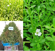 bacopa-02-02112020.jpg