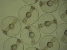 cabanews-03-04-10-2013