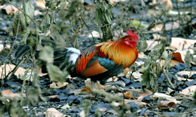 ICAR-CARI, Izatnagar in Collaboration with ILRI Reports De Novo Chromosome-Scale Genome Assembly of India’s Red Junglefowl