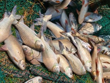 Experimental trial on Khazan Land Aquaculture reveals Success at Merces, Goa: Scoping Livelihood pathways for coastal farmers of Goa