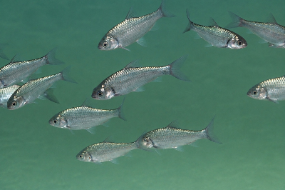 ICAR CIFE, Mumbai achieved a breakthrough in captive broodstock development, induced breeding and larval rearing of Olive Barb, Puntius sarana