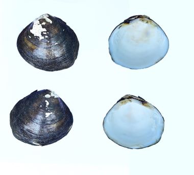 Decoded the genetic blue print of the Mangrove Clam Geloina coaxans (Gmelin, 1791)
