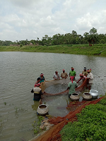 fish seed collection-25-6-20.png