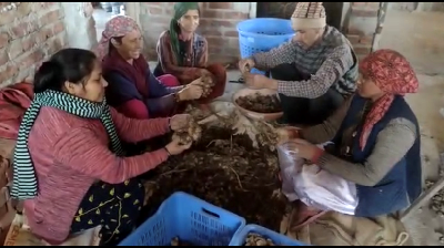 Panjhol and Sukhjhol: How Indigenous Ginger Processing is Transforming Rural Livelihoods in Dehradun From Traditional Wisdom to Rural Prosperity