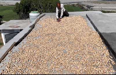 Panjhol and Sukhjhol: How Indigenous Ginger Processing is Transforming Rural Livelihoods in Dehradun From Traditional Wisdom to Rural Prosperity