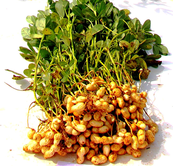 groundnut
