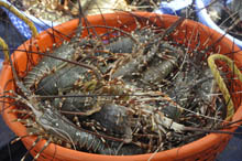 harves-Lobsters-cmfri-15-04-2013-3