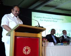 hybrid-rice-01-10-09-2012