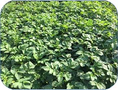 kufrinelkanth-03-2019