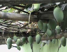 limca-book-records-01-05-2014-1