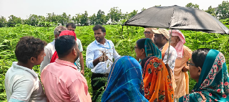 ICAR-MGIFRI, Motihari Promotes Dhaincha-Based Soil Health Management under Khet Bachao Abhiyan