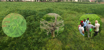 ICAR-MGIFRI, Motihari Promotes Dhaincha-Based Soil Health Management under Khet Bachao Abhiyan