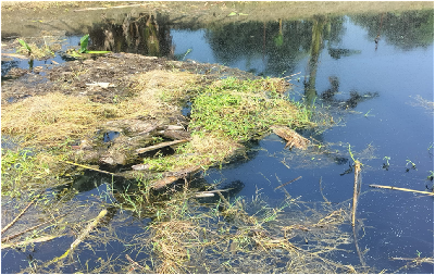 ICAR-MGIFRI, Motihari Organises Water-Body Cleaning Activity under Swachhata Hi Seva–2026