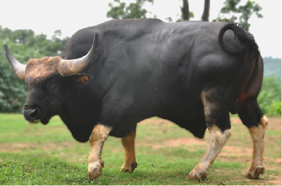 ‘Nagami’ becomes first Mithun breed registered in the world – Historic Recognition for the State Animal of Nagaland