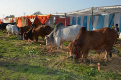 ndrinews-06-26-02-2013