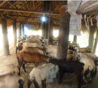 nellore-feed-processing-unit-4