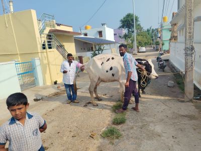 ICAR-NIANP, Bengaluru Organizes Animal Health and Reproductive Fertility Camp