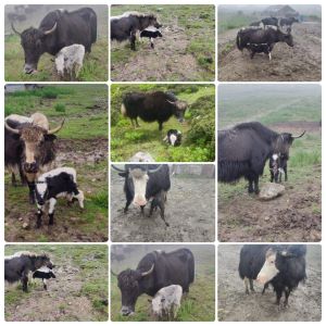 ICAR–NRC on Yak, Dirang Successfully Demonstrates Fixed-Time Artificial Insemination in Yaks under Field Conditions in Sikkim