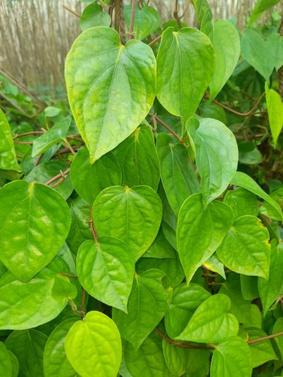 From GI Recognition to Farmer Empowerment: How Magahi Paan Growers Are Building a Stronger Market Identity