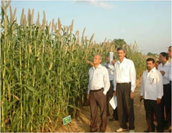pearlmillet-27-0-2011-2