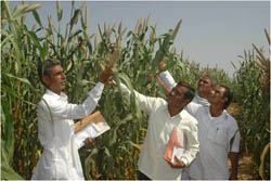 pearlmillet-27-0-2011-3