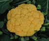 pusa-cauliflower-1.jpg