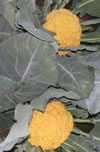 pusa-cauliflower-2.jpg