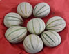 pusa-muskmelon.jpg