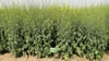 pusa-mustard-1.jpg