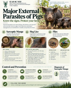 Major External Parasites of Pigs: Early Detection Key to Protecting Herd Health
