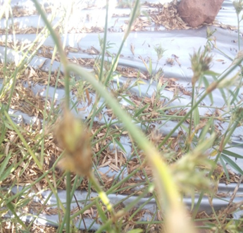 Polythene Mulching for Efficient Seed Collection in Stylosanthes hamate