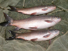 rohu-adult-rohu-databse-s