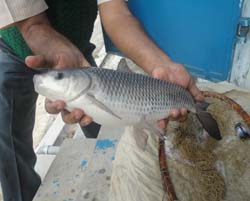 rohu-breeding-cifa-09-12-2013-1