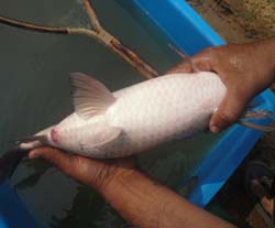 rohu-breeding-cifa-09-12-2013-2