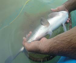 rohu-breeding-cifa-09-12-2013-3