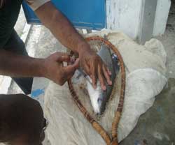 rohu-breeding-cifa-09-12-2013-4