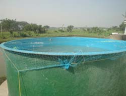 rohu-breeding-cifa-09-12-2013-5