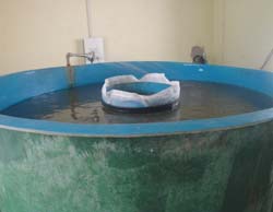 rohu-breeding-cifa-09-12-2013-6