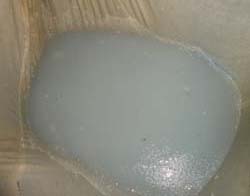 rohu-breeding-cifa-09-12-2013-7