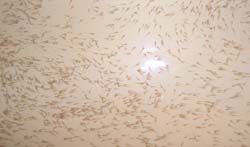 rohu-breeding-cifa-09-12-2013-8