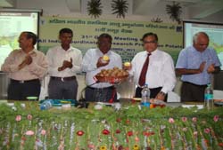 shilma-potato-30-09-2013-1