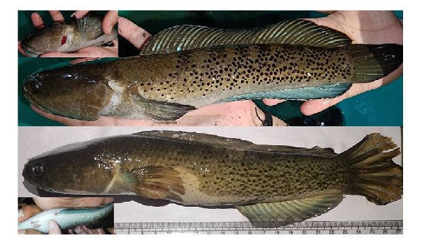 From Hill Streams to Hatcheries: ICAR-CIFRI Leads India’s First Breakthrough in Captive Breeding and larval rearing of Channa stewartia