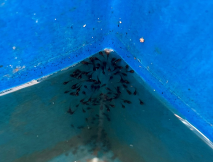 From Hill Streams to Hatcheries: ICAR-CIFRI Leads India’s First Breakthrough in Captive Breeding and larval rearing of Channa stewartia