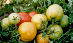 tomato-genome-1