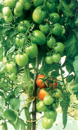 tomato-genome-2