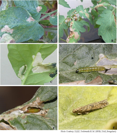 tuta-absoluta-invasive-pest-alert.png